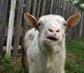 Bleating goat
