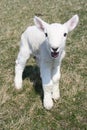 Bleating lamb close up Royalty Free Stock Photo