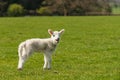 Bleating lamb on green meadow