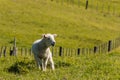 Bleating lamb in paddock