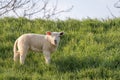 A bleating lamb stands in the grass