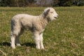 Bleating little lamb