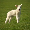 Bleating little lamb
