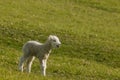 Bleating newborn lamb Royalty Free Stock Photo