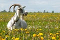 Bleating pregnant goat Royalty Free Stock Photo