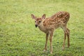 Bleating sika deer fawn Royalty Free Stock Photo