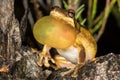 Screaming Tree Frog Royalty Free Stock Photo