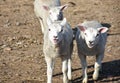 Bleating Trio of Sheep in a Dirt Paddock Royalty Free Stock Photo