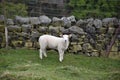 Bleating White Lamb Standing in Front of a Rock Wall