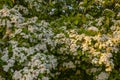 Bleautiful bossom tree during a spring time Royalty Free Stock Photo