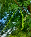 Blebs on a branch before sprouting. Royalty Free Stock Photo