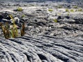 Blechnum ferns, first vegetals after volcanic eruption, Piton de Royalty Free Stock Photo