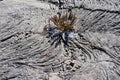 Blechnum fern growing inside lava flows rocks in Piton de la Fou Royalty Free Stock Photo