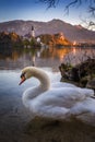 Bled, Slovenia - Sunrise at the beautiful Lake Bled with swan and the Pilgrimage Church of the Assumption of Maria Royalty Free Stock Photo