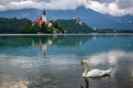 Bled, Slovenia - White swan at Lake Bled Blejsko Jezero with the Pilgrimage Church of the Assumption of Maria, Bled Castle