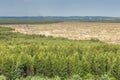 Bledow Desert, an area of sands between Bledow and the village of Chechlo and Klucze in Poland. Royalty Free Stock Photo