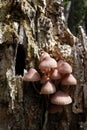 Bleeding fairy helmet or bleeding Mycena