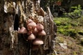 Bleeding fairy helmet or bleeding Mycena