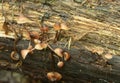 Bleeding fairy helmet, Mycena haematopus growing on wood