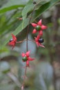 Bleeding Glorybower fruit