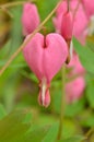 Bleeding Heart springtime flower pink petal Royalty Free Stock Photo