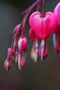 Bleeding heart Royalty Free Stock Photo