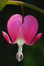 Bleeding heart