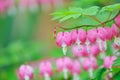 Bleeding Heart Royalty Free Stock Photo