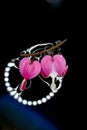Bleeding heart on a black background close up Royalty Free Stock Photo
