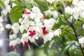 Bleeding heart, Broken heart, Bag flower bloom with sunlight in the garden. Royalty Free Stock Photo