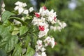 Bleeding heart, Broken heart, Bag flower bloom in the sunshine in the garden on nature background. Royalty Free Stock Photo