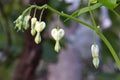 Creamy Bleeding Heart Flower Budz