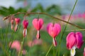 Bleeding Heart Bush Royalty Free Stock Photo