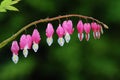 Bleeding Heart close up Royalty Free Stock Photo