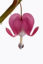 Bleeding Heart close up Royalty Free Stock Photo