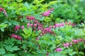 Bleeding Heart Dicentra. Blooming Bush in the garden. Royalty Free Stock Photo