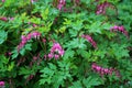 Bleeding Heart Dicentra. Royalty Free Stock Photo