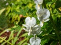 Bleeding heart Dicentra spectabilis `Alba` with divided, light green foliage and arching sprays of pure white, heart-shaped Royalty Free Stock Photo