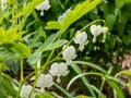 Bleeding heart Dicentra spectabilis `Alba` with divided, light green foliage and arching sprays of pure white, heart-shaped Royalty Free Stock Photo