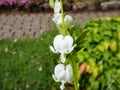 Bleeding heart Dicentra spectabilis `Alba` with divided, light green foliage and arching sprays of pure white, heart-shaped Royalty Free Stock Photo