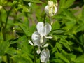Bleeding heart Dicentra spectabilis `Alba` with divided, light green foliage and arching sprays of pure white, heart-shaped Royalty Free Stock Photo