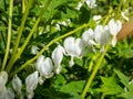 Bleeding heart (Dicentra spectabilis) \'Alba\' with arching flowers of pure white, heart-shaped Royalty Free Stock Photo