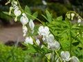 Bleeding heart (Dicentra spectabilis) \'Alba\' with divided, green foliage and arching sprays of pure white Royalty Free Stock Photo