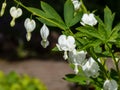 Bleeding heart (Dicentra spectabilis) \'Alba\' with divided foliage and arching sprays of pure white flowers Royalty Free Stock Photo