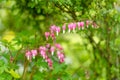 Bleeding heart or dicentra spectabilis, flowering with puffy, dangling, bright red heart-shaped flowers with a white tip Royalty Free Stock Photo