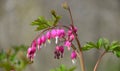 Bleeding Heart Dicentra spectabilis & x27;Gold Heart Royalty Free Stock Photo