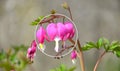 Bleeding Heart Dicentra spectabilis & x27;Gold Heart& x27; with magnifier