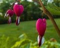 Bleeding heart (Dicentra spectabilis) pink flowers in spring garden Royalty Free Stock Photo