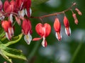 Bleeding heart Dicentra spectabilis `Valentine` flowering with puffy, dangling, bright red heart-shaped flowers with a white t Royalty Free Stock Photo