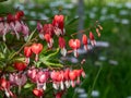 Bleeding heart Dicentra spectabilis `Valentine` flowering with puffy, dangling, bright red heart-shaped flowers with a white t Royalty Free Stock Photo